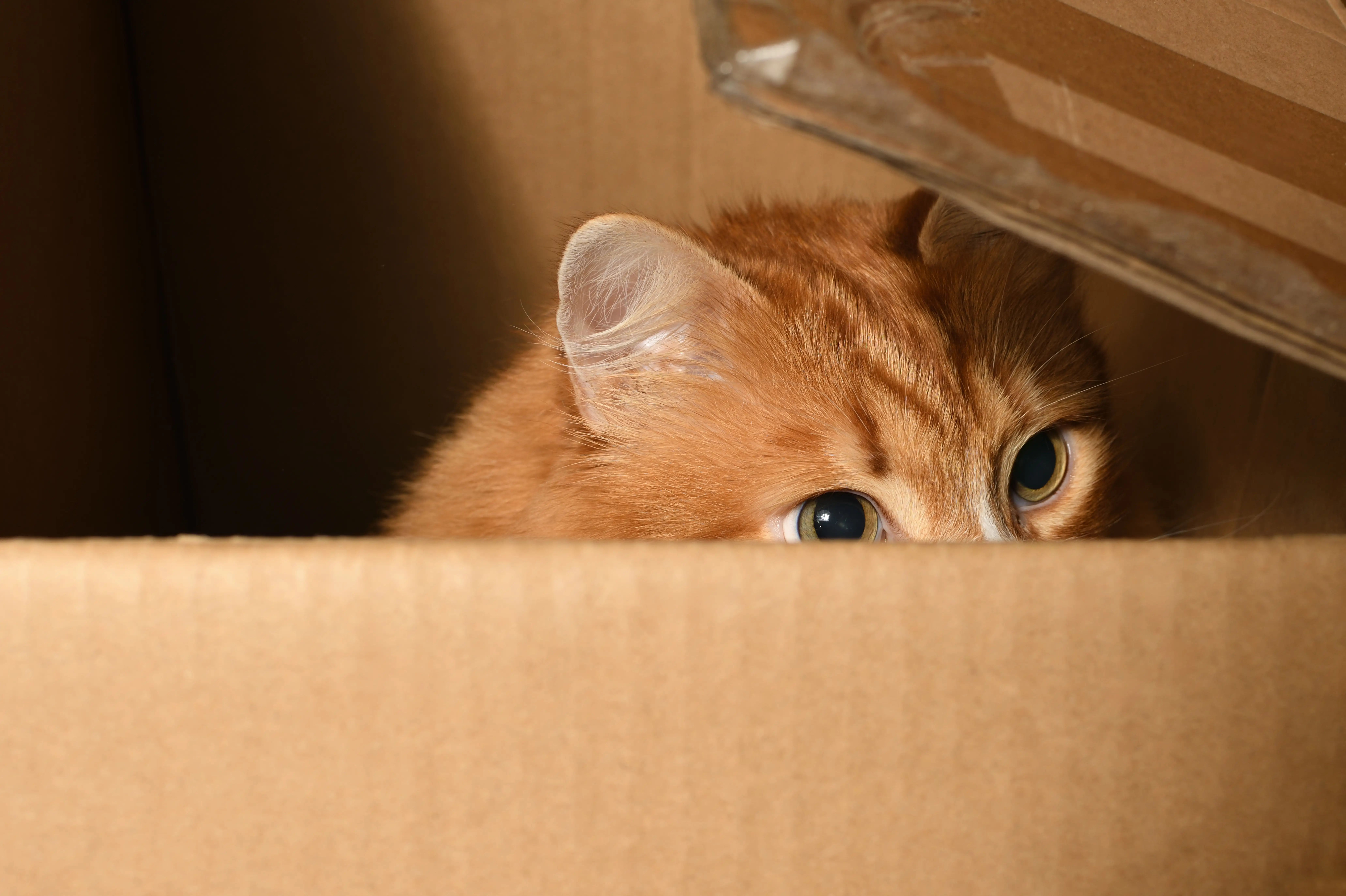 Dlaczego koty lubią kartony i jak wpływają one na ich dobrostan